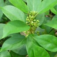 GlucoTrust manganese GlucoTrust manganese
