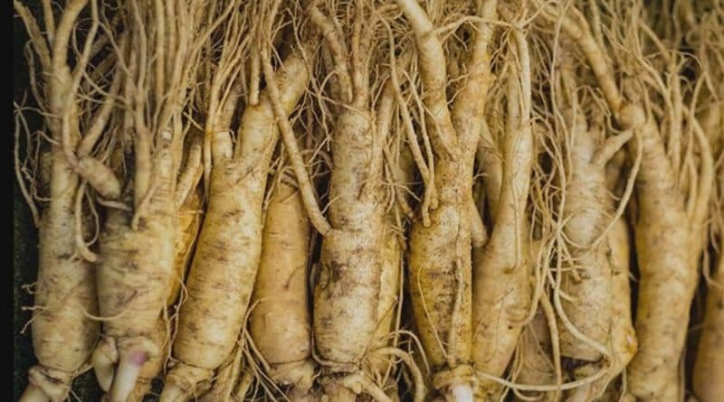 Benefits of Green Tea and Ginseng: Natural Boost for Health and Wellness 3 green tea and ginseng boost metabolism