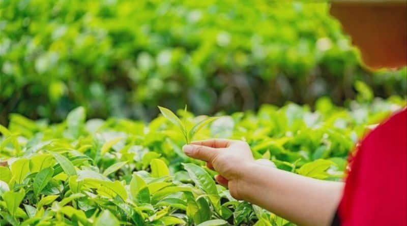 Benefits of Green Tea and Ginseng: Natural Boost for Health and Wellness 2 green tea and ginseng enhance energy