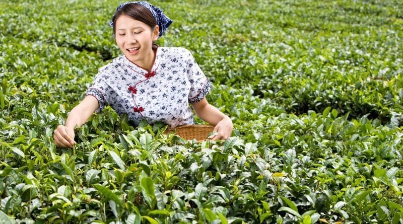 Mao Feng Green Tea Benefits: Boost Energy and Focus 5 mao feng green tea for boost energy