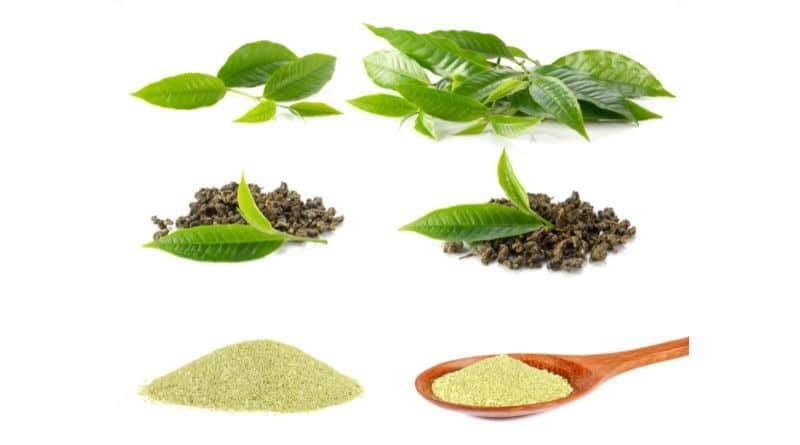 Gunpowder Green Tea Benefits: Boost Energy and Focus You Need to Know 4 nutrients of gunpowder green tea