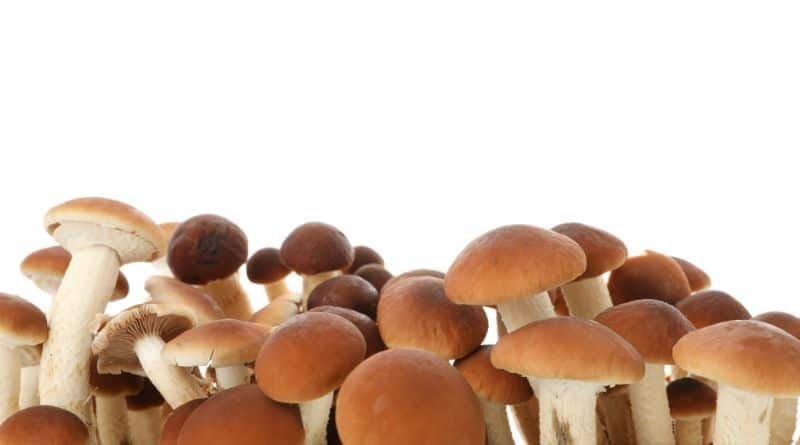 Brown Beech Mushroom Benefits: Improve Gut and Immune Health 1 brown beech mushroom benefits