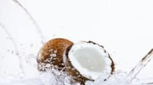 using coconut water powder