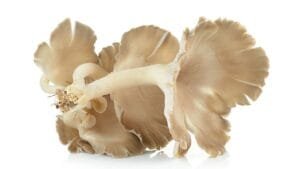 king trumpet mushrooms benefit for healthy digestion