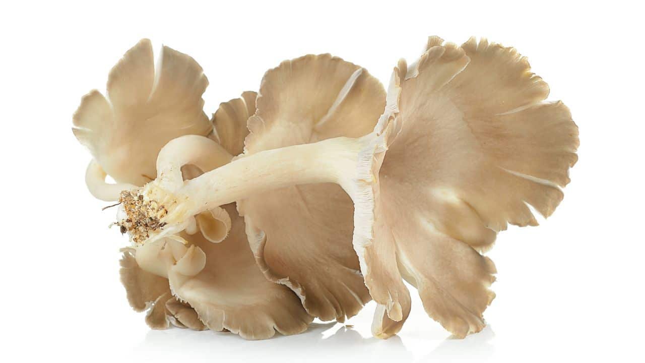 king trumpet mushrooms benefit for healthy digestion