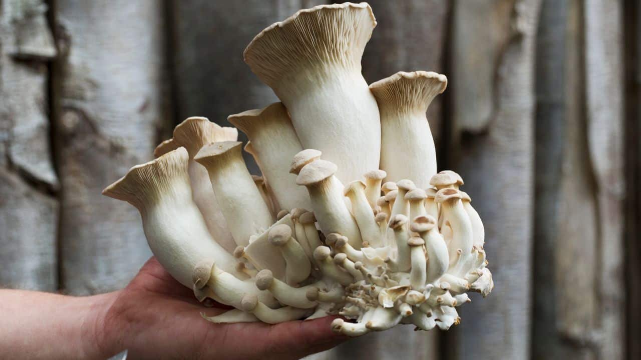 king trumpet mushrooms to your diet easy ways