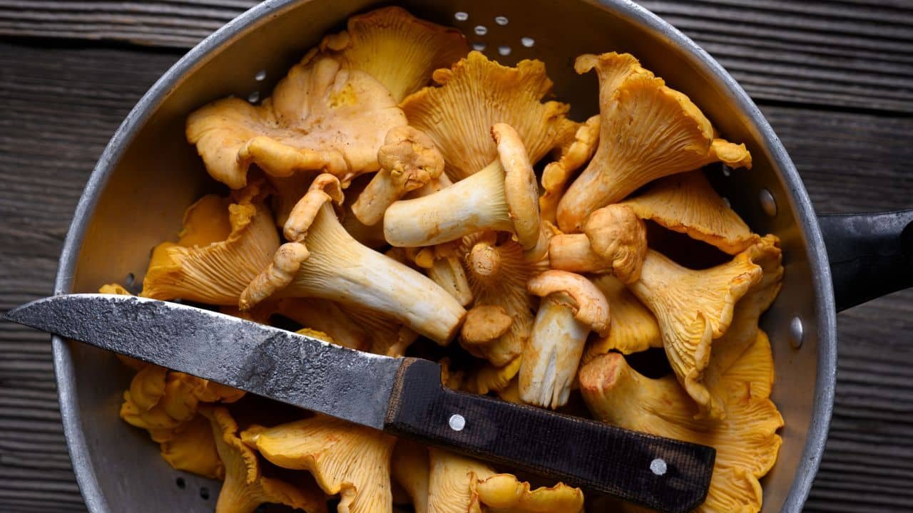 nutritional profile of king trumpet mushrooms