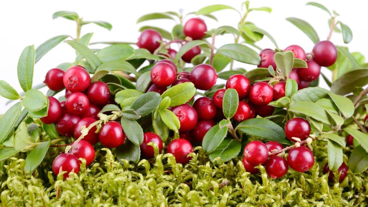 nutritional profile of cranberry seed oil